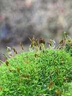 Image of dicranoweisia moss