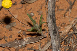 Image of Asteridea athrixioides (Sonder & Mueller) G. Kroner