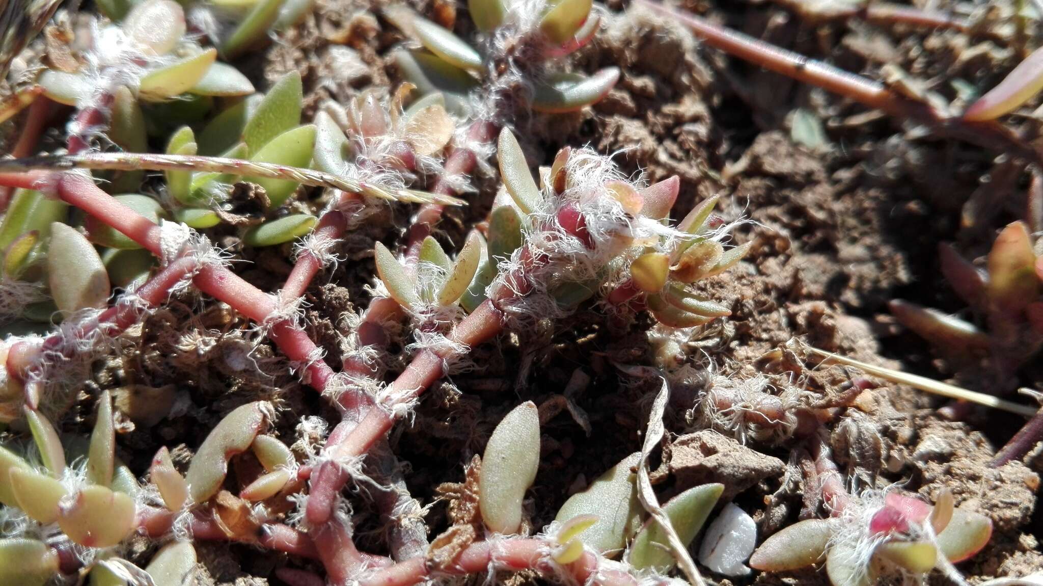 Sivun Portulaca quadrifida L. kuva