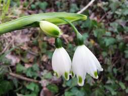 Image of Leucojum aestivum subsp. pulchellum (Salisb.) Malag. 1973