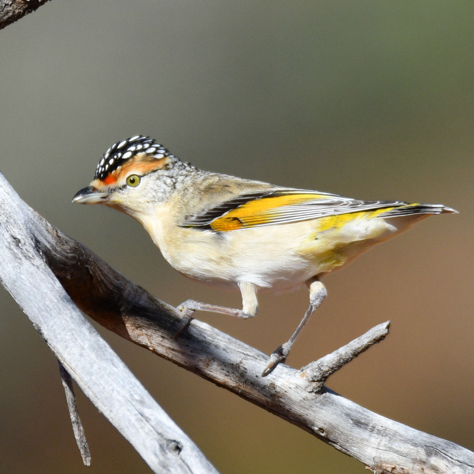 Imagem de Pardalotus rubricatus Gould 1838