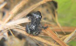 Image of Spotted Chirping Frog