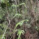 Image of Border Parsley Fern