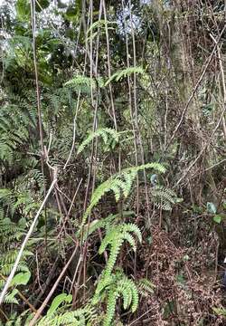 Odontosoria scandens (Desv.) C. Chr.的圖片