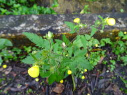 Image of Calceolaria mexicana Benth.