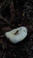 Image of Russula fuegiana Singer 1950