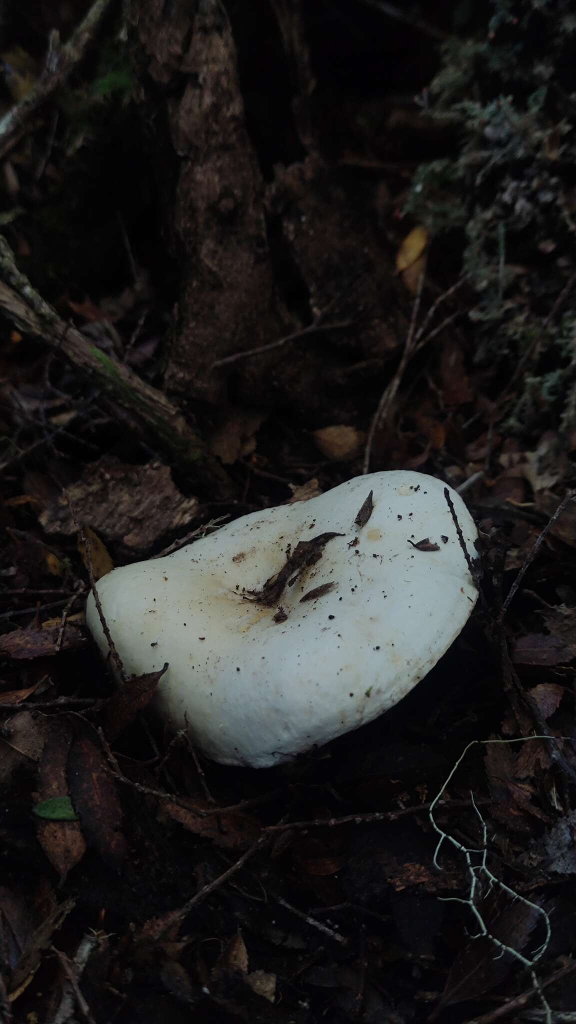 Image of Russula fuegiana Singer 1950