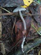 Tephrocybe resmi