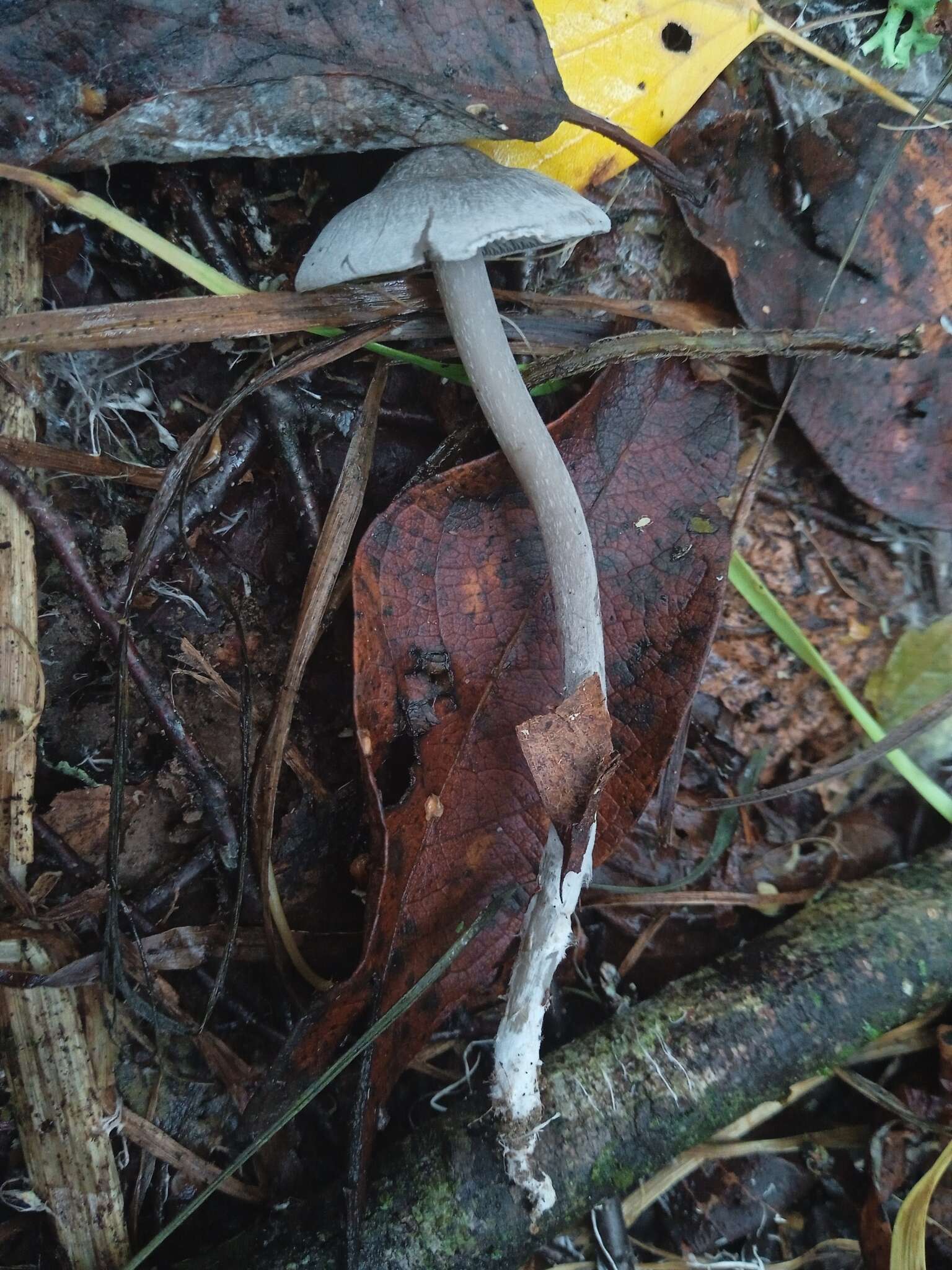 Sivun Tephrocybe kuva