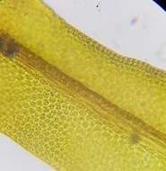 Image of zygodon moss