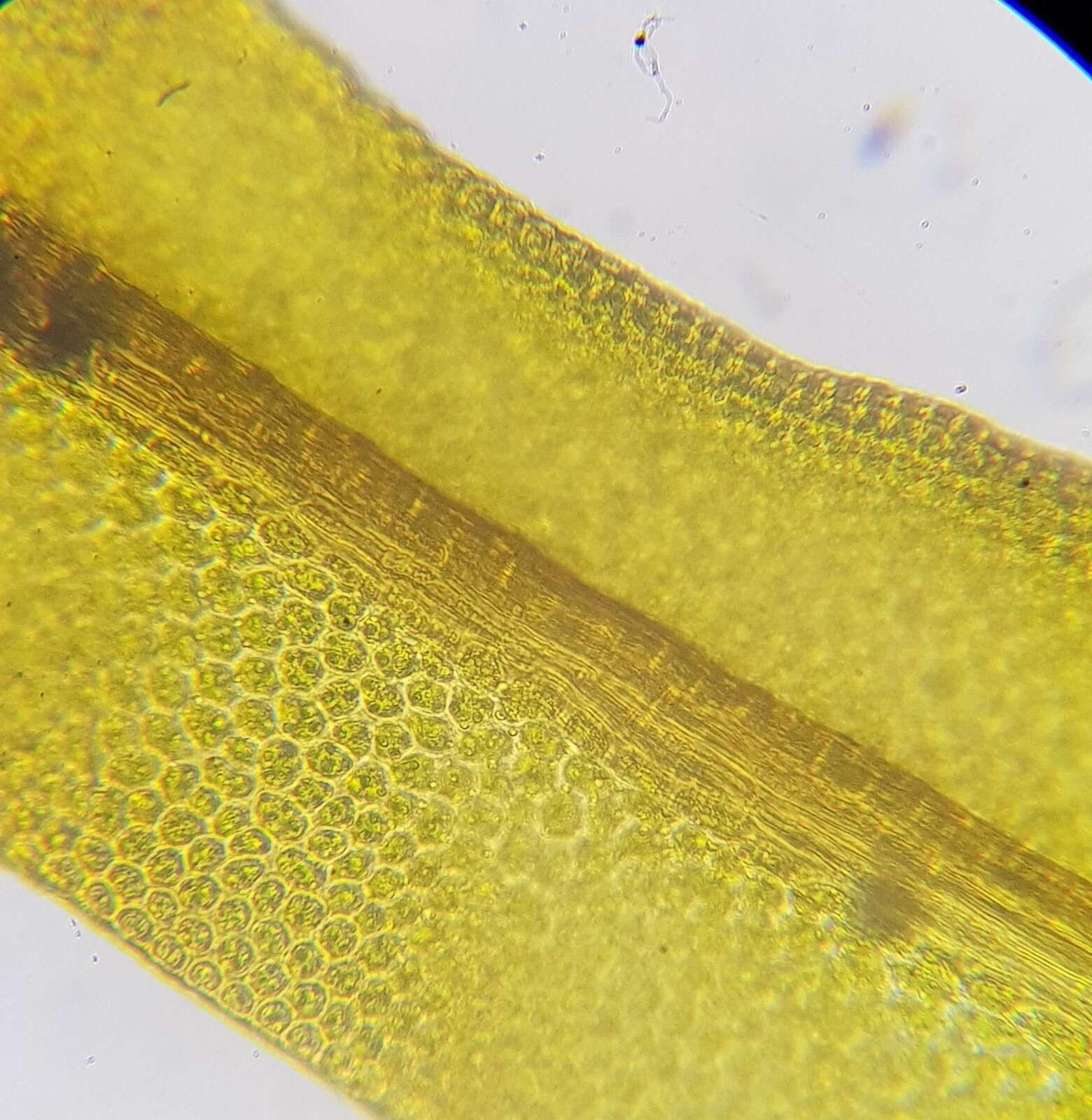 Image of zygodon moss