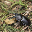 Image of Neolucanus sinicus taiwanus Mizunuma 1994