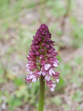 Image of Orchis purpurea subsp. purpurea