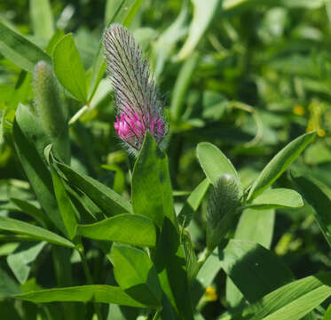 Image of purple clover