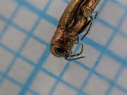 Image of St. John's Wort Root Borer