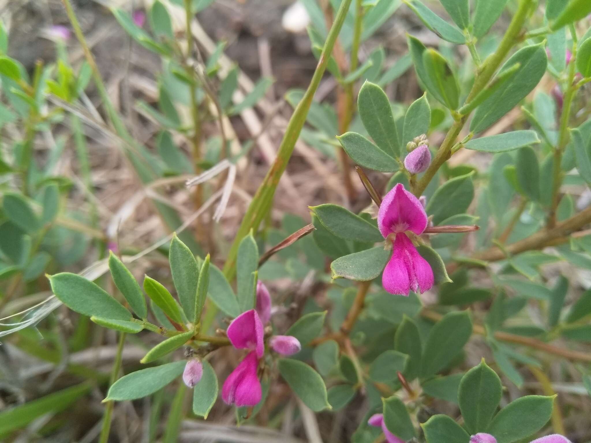 Image of Indigofera denudata Thunb.