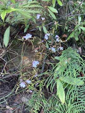 Image of Narrow-leaved Mint-bush