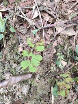 Image of Adiantum philippense L.