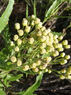 Plancia ëd Nidorella ivifolia (L.) J. C. Manning & Goldblatt