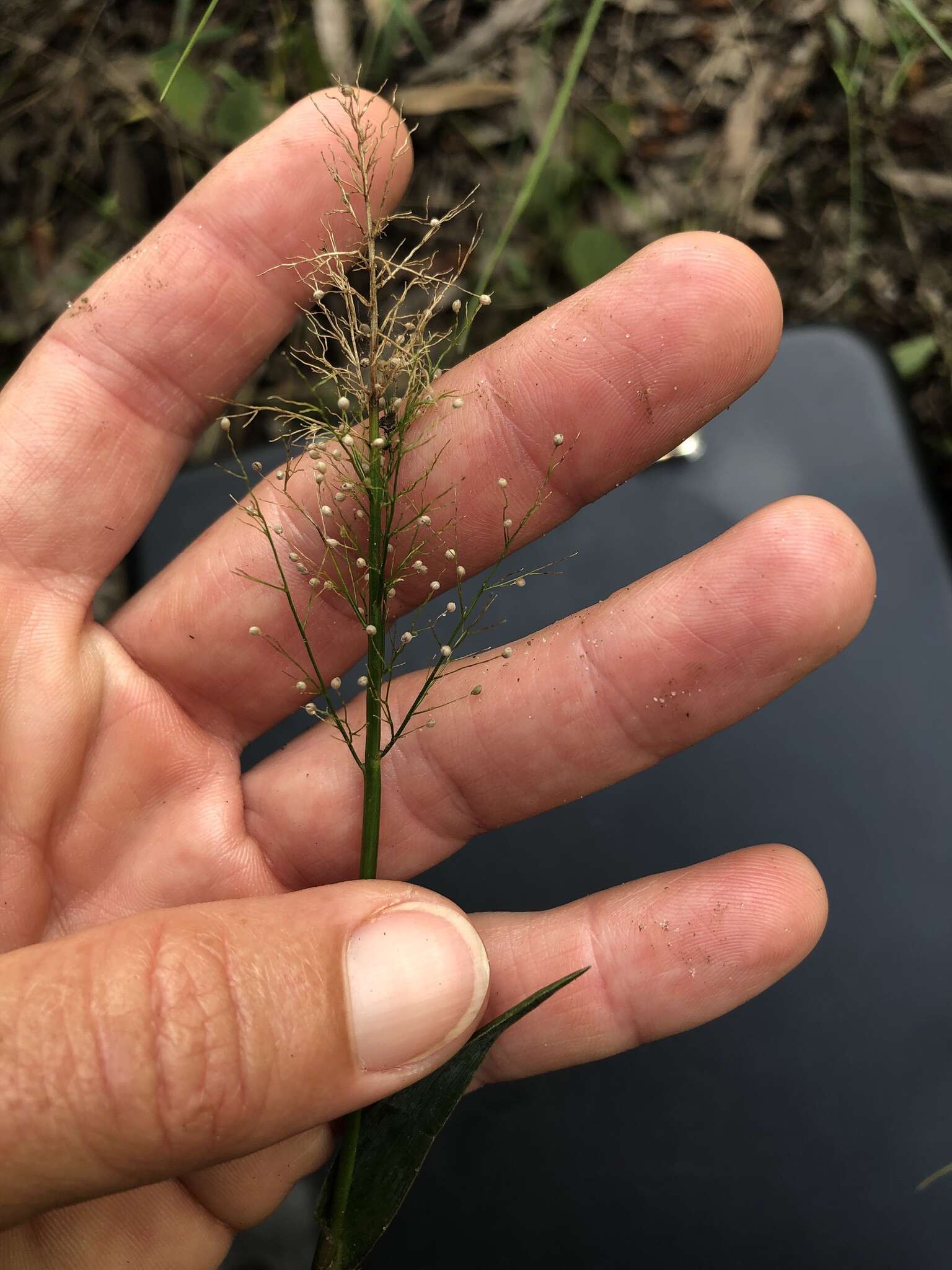 Image of Erect-Leaf Rosette Grass