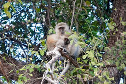 Image of Reddish-green Vervet Monkey