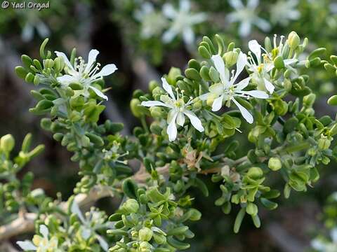 Image of Tetraena dumosa (Boiss.) Beier & Thulin