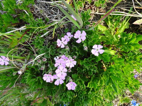 Silene ajanensis (Regel & Til.) Voroshilov resmi