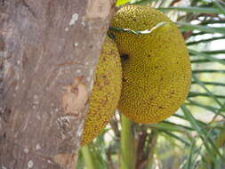 Image of jackfruit