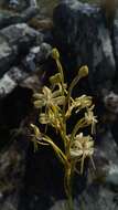 Image of Habenaria ambositrana Schltr.