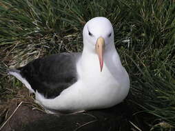 صورة Thalassarche melanophris melanophris