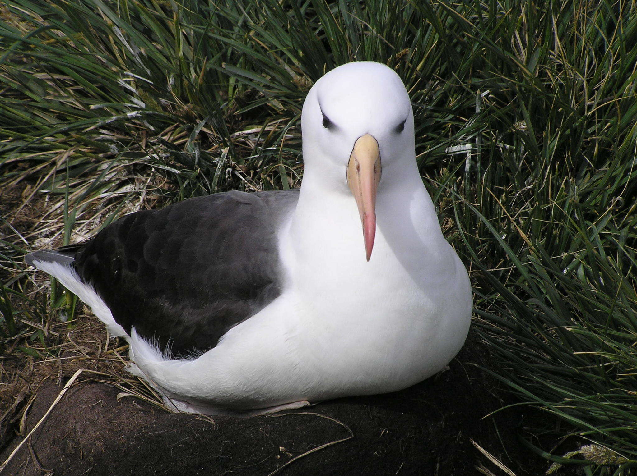 Image of black-browed albatross