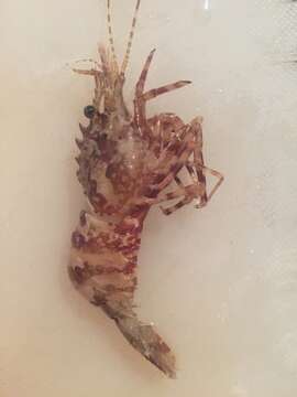 Image of Greenland shrimp