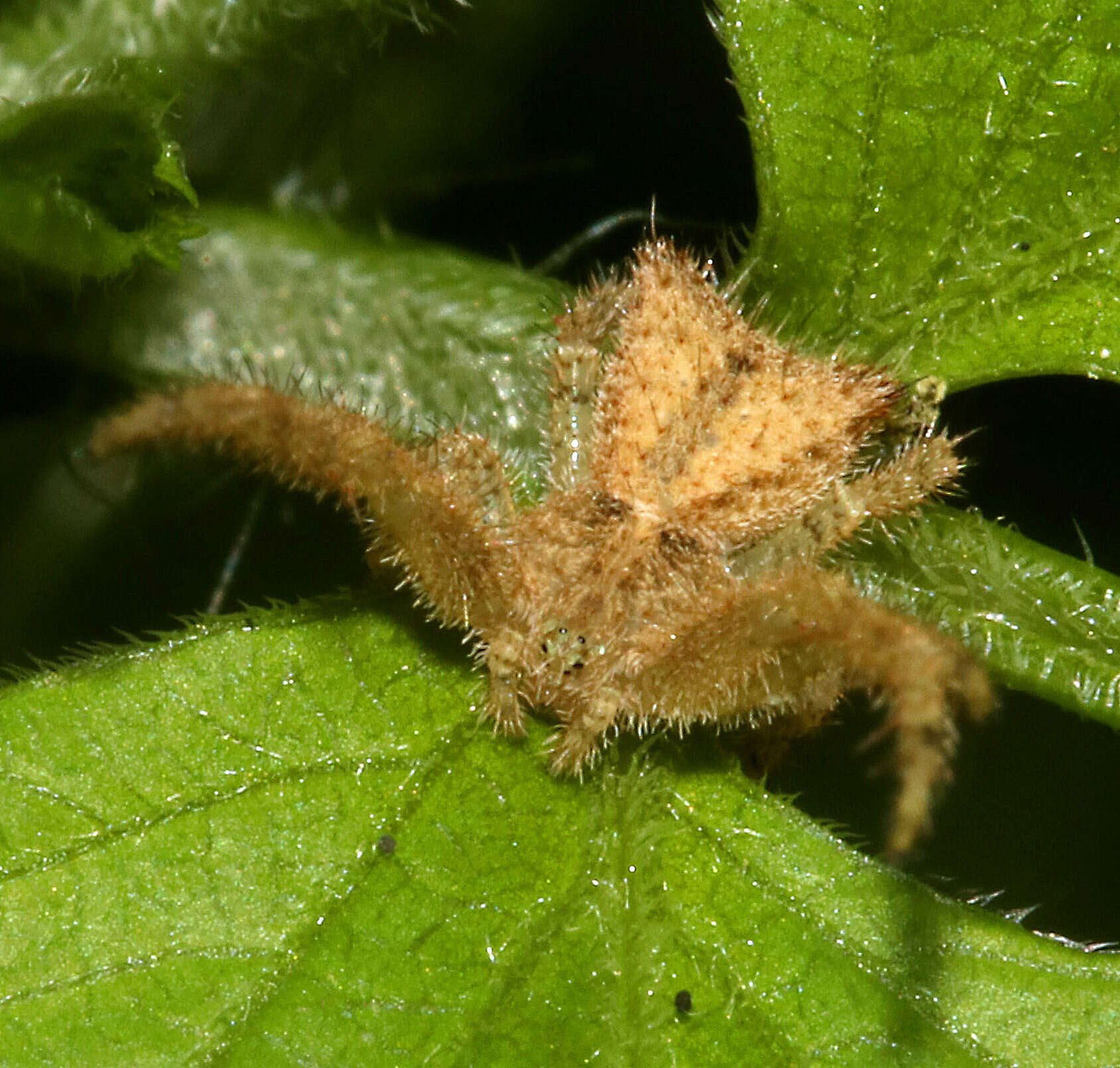 Sivun Sidymella hirsuta (L. Koch 1874) kuva