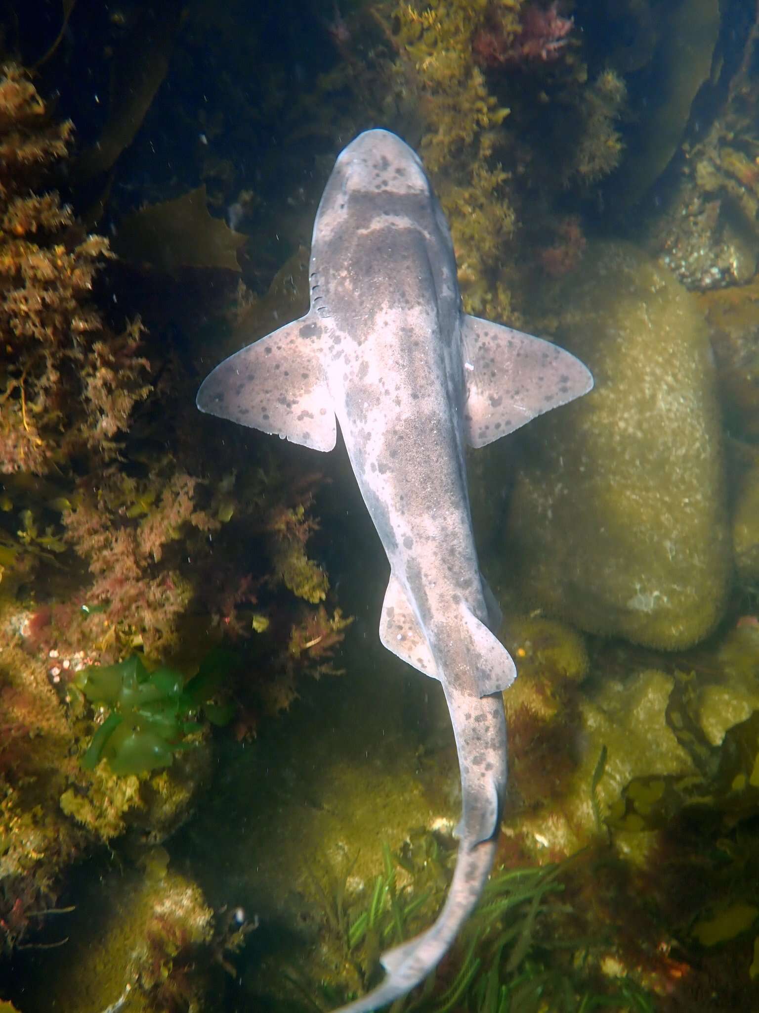 Image of Australian Swellshark