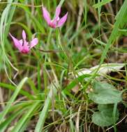 Image of cyclamen