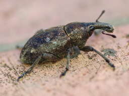 Image of Lepyrus capucinus (Schaller & J. G. 1783)