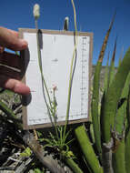 Image de Anemone tuberosa var. texana M. Enquist & B. Crozier