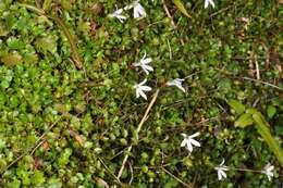 Imagem de Lobelia angulata G. Forst.