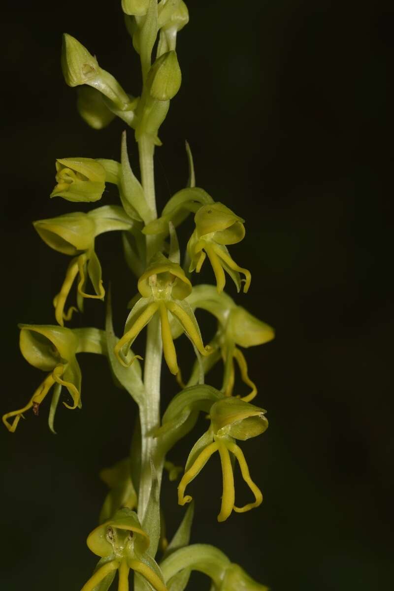 Habenaria marginata Colebr. resmi