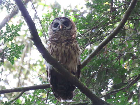 Image of Fulvous Owl