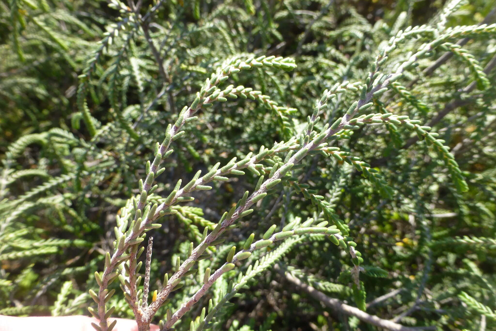 Image of Passerina ericoides L.