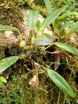 Слика од Maxillaria acostae Schltr.