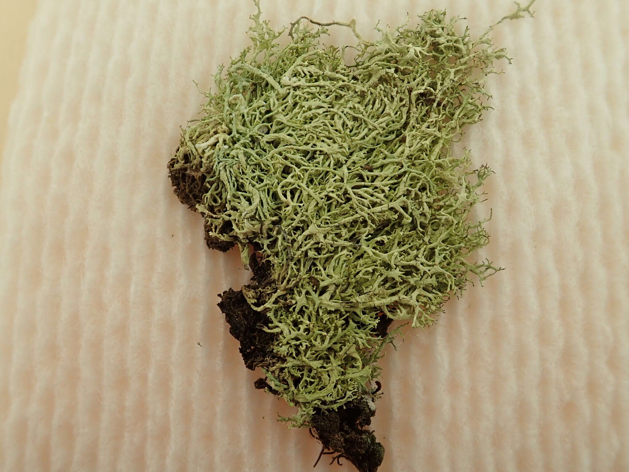 Image of Mountain oakmoss lichen