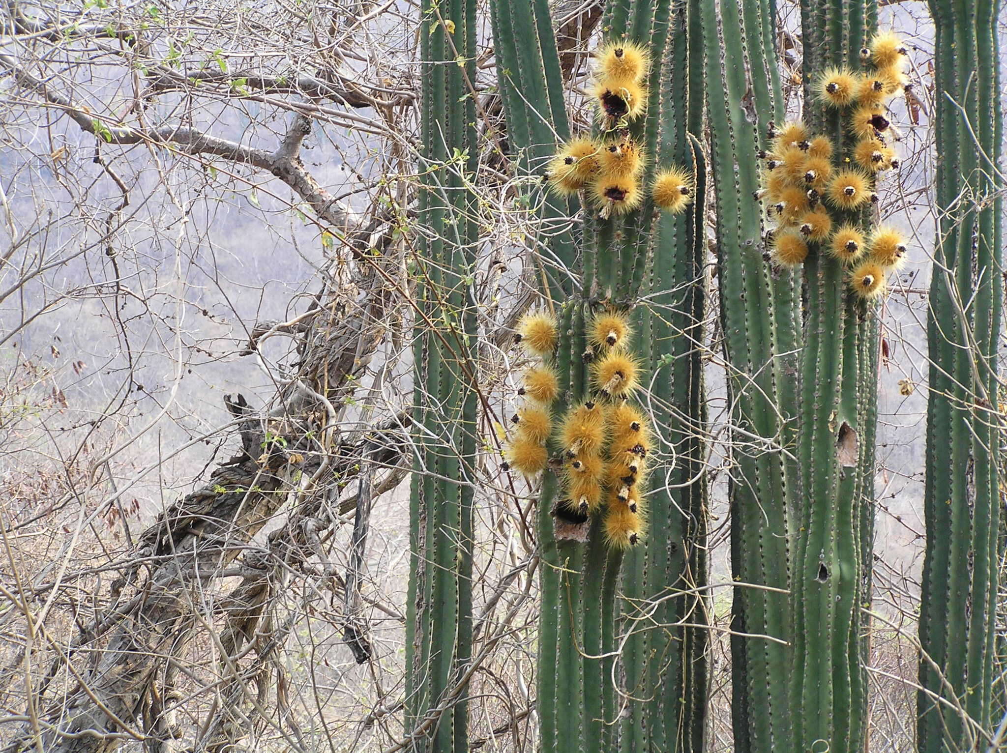 Image of Pachycereus grandis Rose