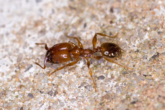 Image of Pheidole porcula Wheeler 1908