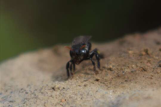 Scaptotrigona subobscuripennis (Schwarz 1951) resmi