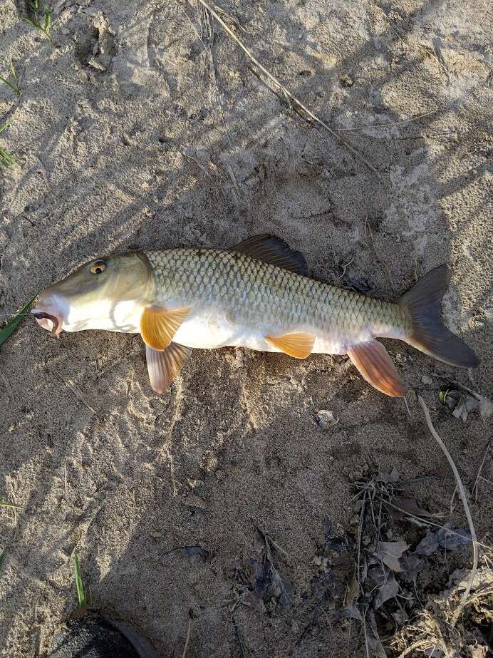 Image of Silver Redhorse