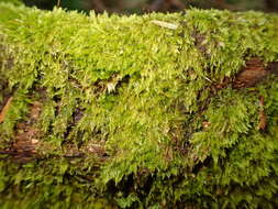 Image of Roell's brotherella moss