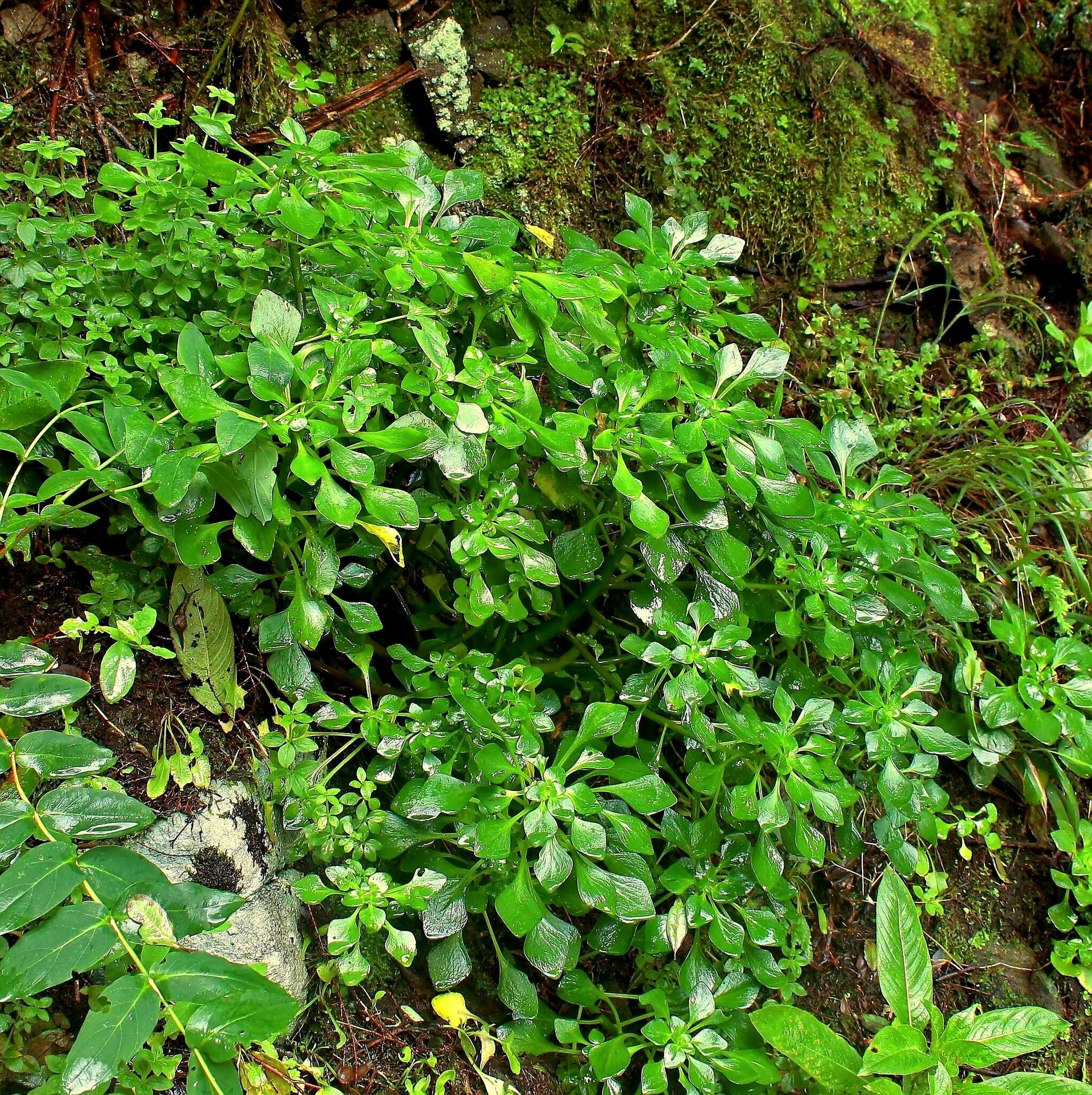 Plancia ëd Aichryson pachycaulon subsp. immaculatum (Webb & Christ) D. Bramwell