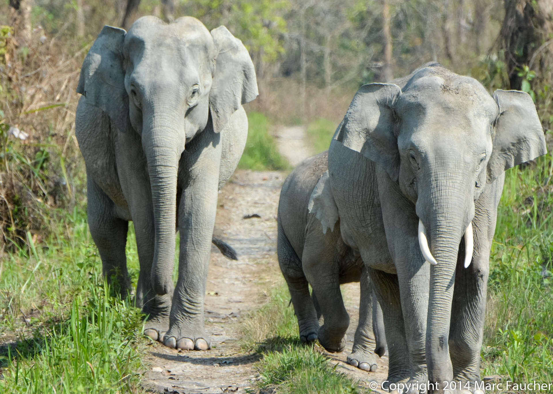 Image of Indian elephant